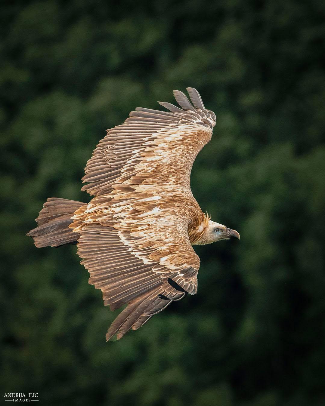 Beloglavi sup u letu iznad kanjona Uvac u rezervatu prirode